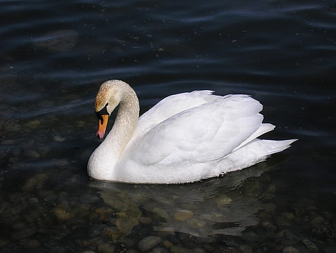 Höckerschwan Fotos