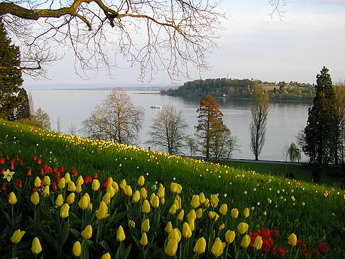 Mainau Frühling Fotos